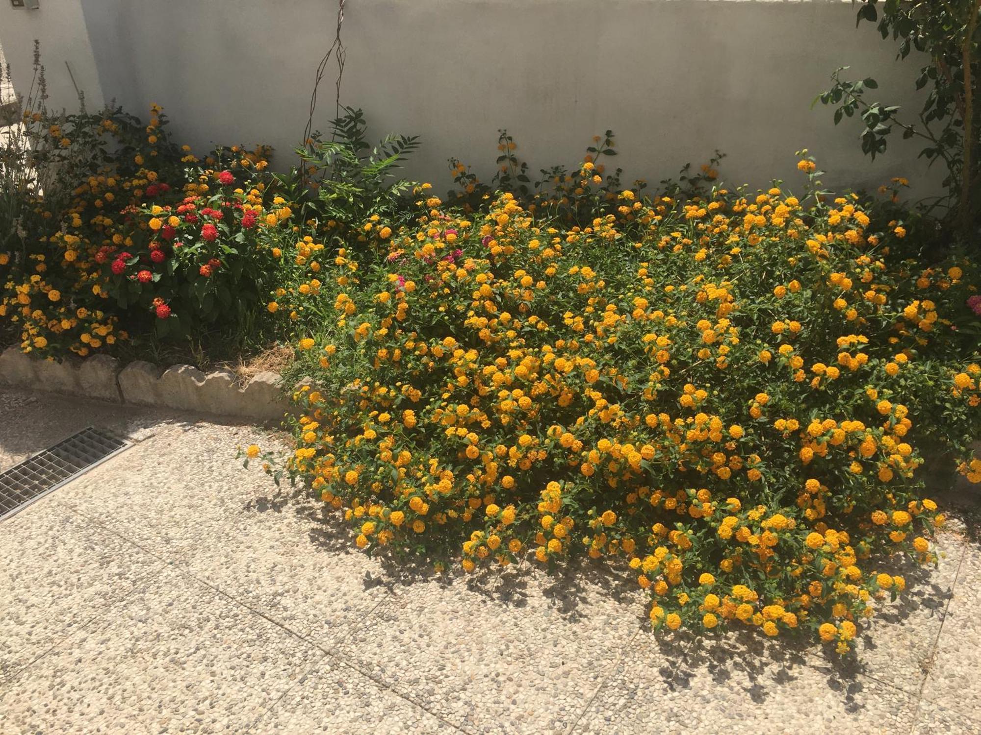 A Casa Di Zia Bed & Breakfast Oschiri ภายนอก รูปภาพ